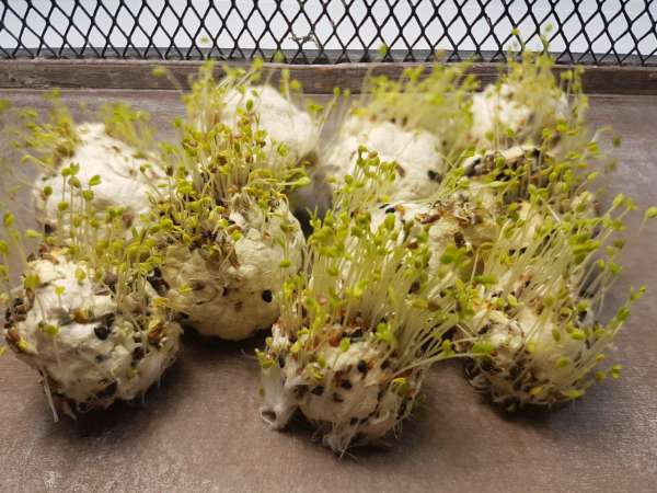 bombe di semi bomboniere battesimo bimba ecofattoart